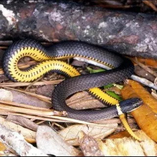thumbnail for publication: “Las serpientes negras”: identificación y ecología